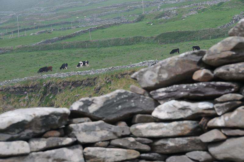 cows and walls dingle.JPG